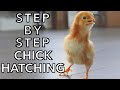 How To Hatch Chicken Eggs In An Incubator Start To Finish