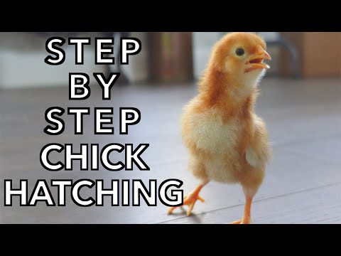 How To Hatch Chicken Eggs in an Incubator - Start to Finish