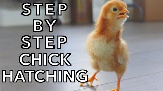 How To Hatch Chicken Eggs in an Incubator - Start to Finish