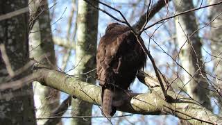 Dark morph red tailed hawk