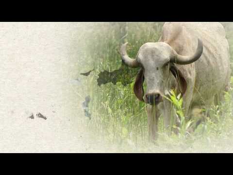 ¿Sabías que el Golfo de Morrosquillo es uno de los ecosistemas costeros más diversos del mundo? 🌴☀️