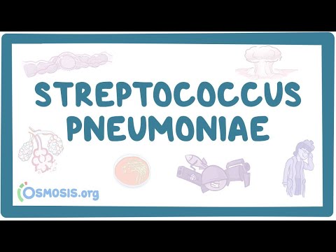 Streptococcus pneumoniae - an Osmosis Preview
