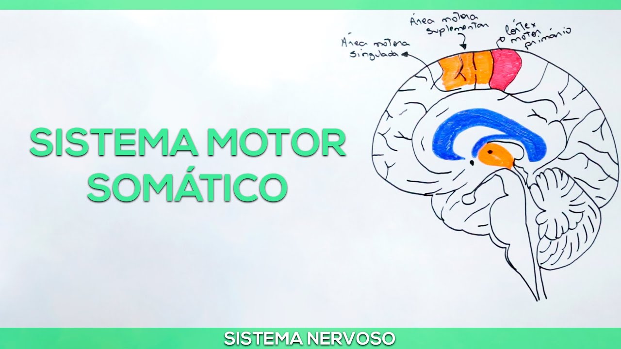 Sistema motor somático