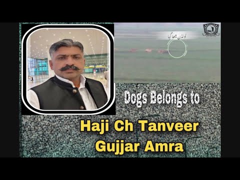 Boar Hunting With Dogs | Amra Kalan Punjab Pakistan | Haji Ch Tanveer Ahmed Amra