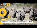 Goed nieuws! Meer witte neushoorns in Afrika