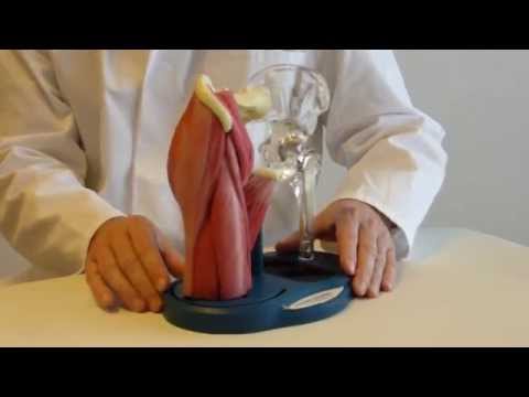 Schmerzen im unteren Rücken kann Makulatur sein Kaufen Schultergelenk
