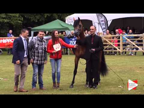 3rd place N.171 HLA CHEVAL - Bruges 2015 International - Senior Stallions Championship (Class 123)