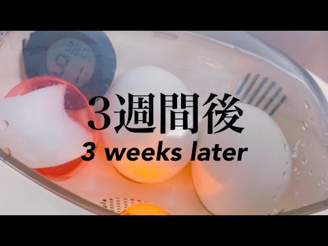 , title : '【成長】アヒルの卵を3週間あたためた結果、中の変化がすごかった!!'