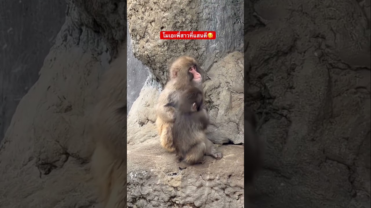 โมเอะพี่สาวที่แสนดี🥰🥰 #パンチ #babymonkey #พันช์คุง #animals #monkey #zoo #สัตว์โลกน่ารัก