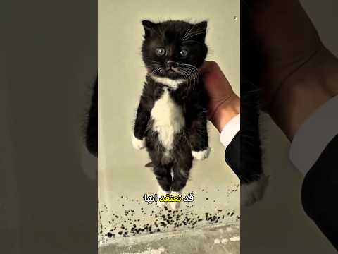 هذه الحركة تجعل القطة تستسلم خلال ثانية واحدة! 😮