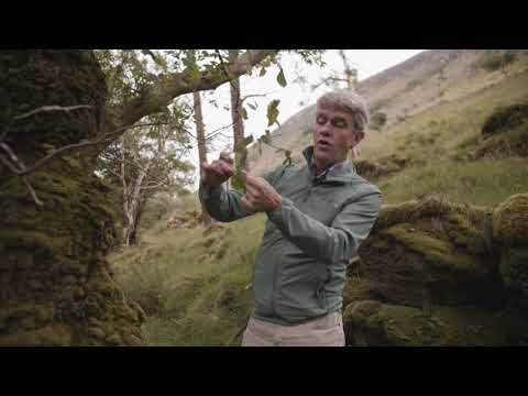 Ireland’s Native Trees - EPISODE 3 WYCH ELM