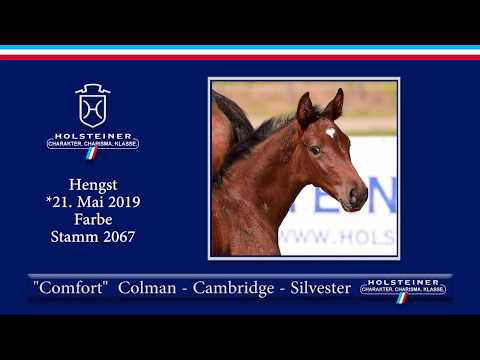 Holsteiner Elite-Fohlenauktion 2019 - Nr. 15 Comfort v. Colman-Cambridge