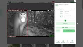 Wildlife Insights Complete Beginner's Tutorial