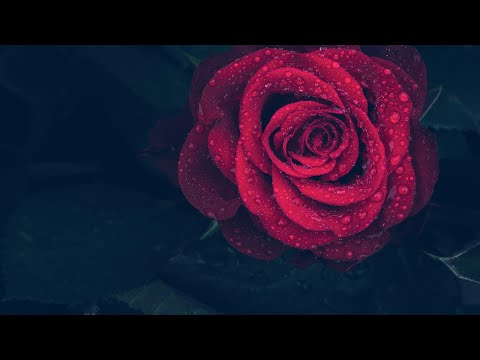 Rosalyn - Bon Iver & St. Vincent - 12 hours long looped