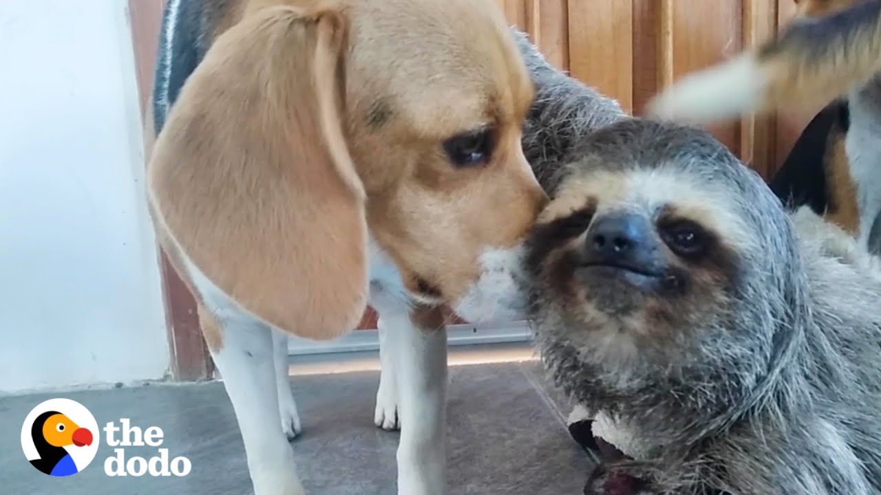 ワンコに興味津々なナマケモノ