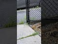 Chipmunk Peanut Morning