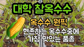 #옥수수심는시기 #찰옥수수찌는방법 #강원도옥수수대학찰옥수수요리