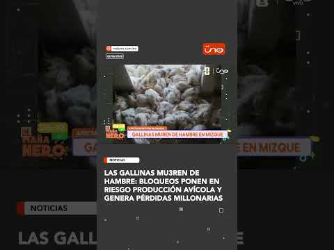 las gallinas mu3ren de hambre: Bloqueos ponen en riesgo producción avícola y genera pérdidas millona