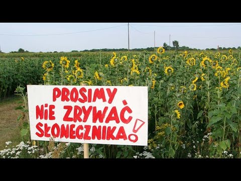 Niepublikowane wcześniej materiały z Przystanku Woodstock 2003, cz. 1