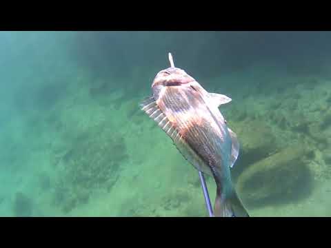 Pesca sub In #Costa Smeralda 9