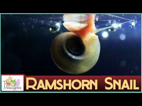 Watch Video on YouTube