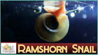 All about Ramshorn Snails - Why I love these fast breeding cleaners!