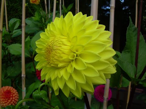 How to lift, divide and store dahlias over winter (the Geoff & Heather way!)