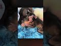 Animal Meeting Monkey Meeting Meeting Animls Animals