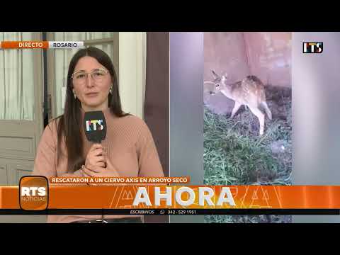 PROTECCIÓN DE FAUNA | Rescataron un ciervo en Arroyo Seco y fue trasladado a La Granja La Esmeralda