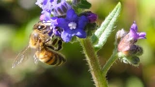 Pollination: Trading Food for Fertilization