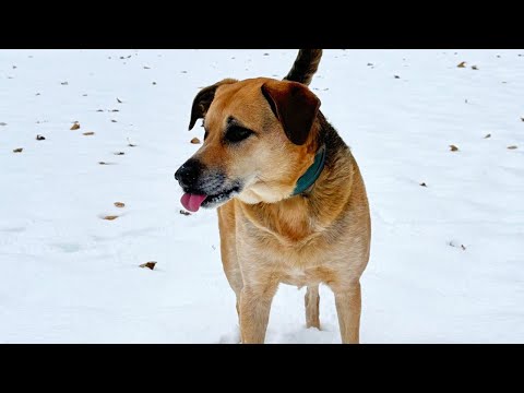 Matt Pond PA & Anya Marina - The Dog Told Me (Official Video)