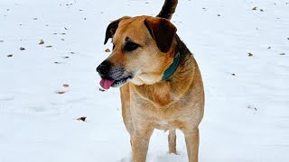 Matt Pond PA &amp; Anya Marina - The Dog Told Me (Official Video)