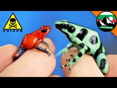 Коя отровна жаба е смъртоносна? Открийте с Brave Wilderness Български