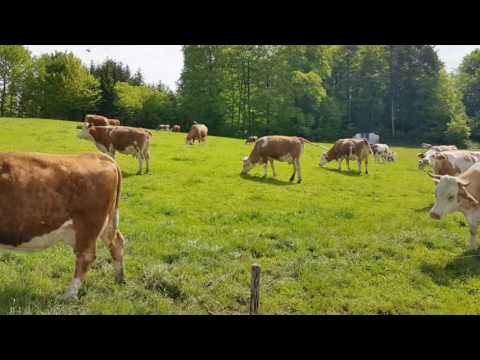 Der Friedensweg 2017