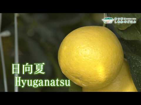 2026年3月6日(金)放送 日向夏生産者の声