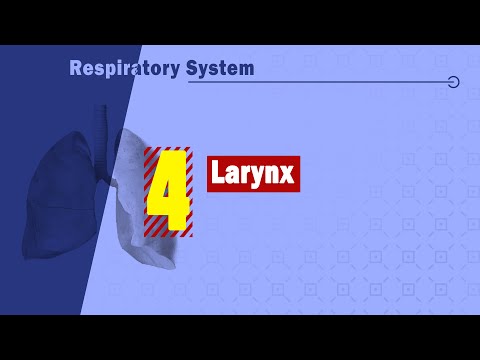 Anatomy Lec 6 Video Medicinebank Mnu