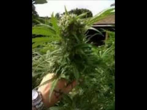 k-os Electric Heat The Seekwill