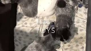 Video preview image #1 Australian Cattle Dog Puppy For Sale in PLYMOUTH, MI, USA