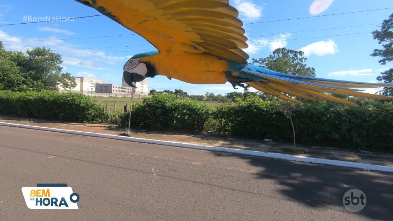 A arara que virou mascote de uma cidade