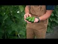 Video for Picolino
