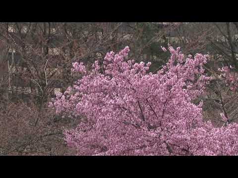 Branch Brook Park Cherry Blossoms