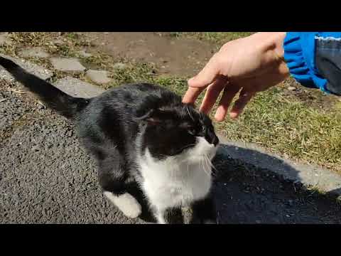 Friendly cat