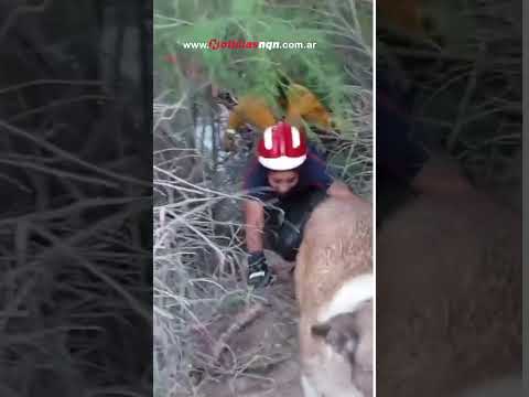 Bomberos de Picún Leufú rescatan a dos perros abandonados