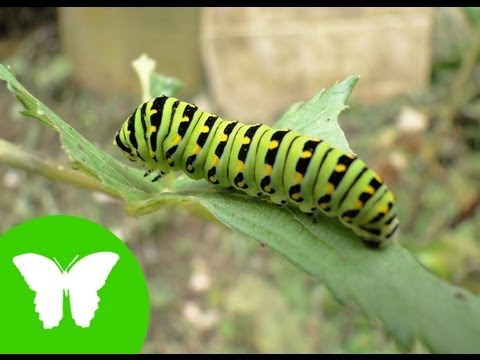 La Eduteca - Los invertebrados