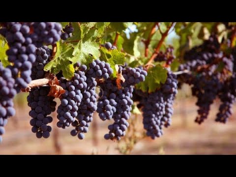 , title : 'TOP 10 cele mai cultivate si bune soiuri de struguri din lume pentru vin'