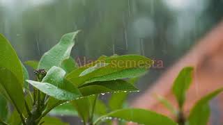 Download lagu Suara Hujan dan petir bikin suasana nyaman [ relaksasi ] nocopyright mp3