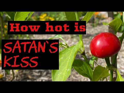 Satan's Kiss is a hot pepper with a fierce name! Does it deliver a hot one to the lips?