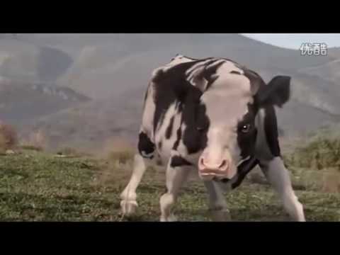 download lagu mp3 mp4 Sapi Lucu, download lagu Sapi Lucu gratis, unduh video klip Download Sapi Lucu Mp3 dan Mp4 320kbps Gratis