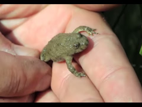 Artenschutz der Gelbbauchunke im Nußlocher Steinbruch der HeidelbergCement AG