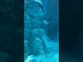 Diving Penguins The Beauty Of Underwater Swimming Seaworld Yasisland Abudhabi